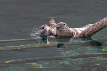 North American river otter (Lontra canadensis) pair in spring