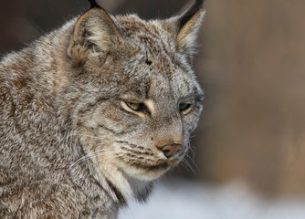 The Canada lynx (Lynx canadensis) 