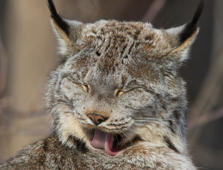 The Canada lynx (Lynx canadensis) 