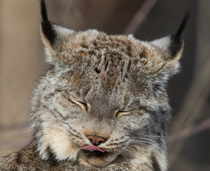 The Canada lynx (Lynx canadensis) 