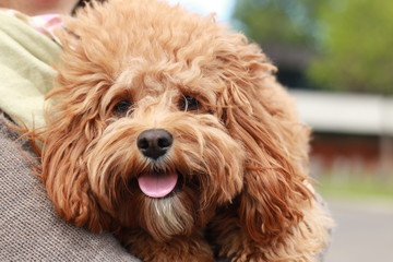 a cute caramel colored cavoodle breed puppy dog being held and cuddled and played with in the arms of it's owner
