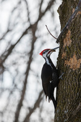 male pileated woodpeker in winter