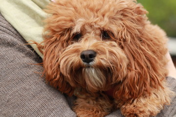 a cute caramel colored cavoodle breed puppy dog being held and cuddled and played with in the arms of it's owner