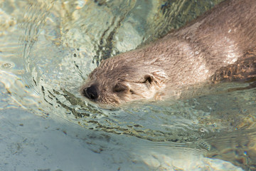 North American river otter (Lontra canadensis)