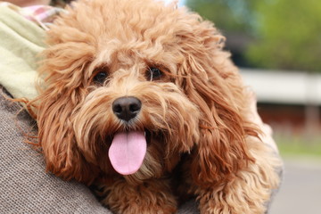 a cute caramel colored cavoodle breed puppy dog being held and cuddled and played with in the arms of it's owner