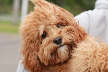 a cute caramel colored cavoodle breed puppy dog being held and cuddled and played with in the arms of it's owner