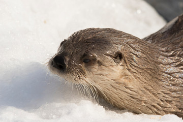 North American river otter (Lontra canadensis)