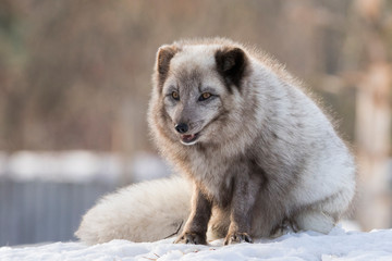 Arctic fox in winter