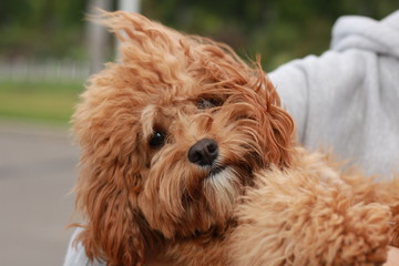 a cute caramel colored cavoodle breed puppy dog being held and cuddled and played with in the arms of it's owner