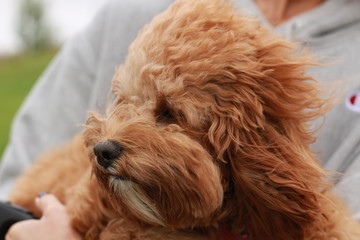 a cute caramel colored cavoodle breed puppy dog being held and cuddled and played with in the arms of it's owner