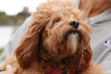 a cute caramel colored cavoodle breed puppy dog being held and cuddled and played with in the arms of it's owner