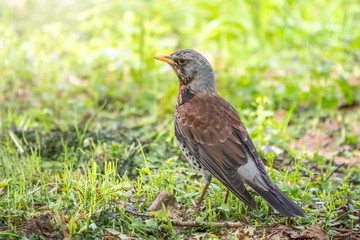 Fieldbird on a green lawn with a blurred background.