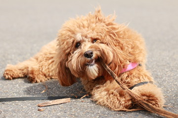 a cute caramel colored cavoodle breed puppy dog lying on the ground playing and chewing on a stick in a park