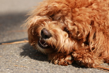 a cute caramel colored cavoodle breed puppy dog lying on the ground playing and chewing on a stick in a park