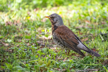 Fieldbird on a green lawn with a blurred background.