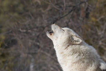 Alpha male wolf howling in winter