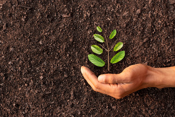A man's hand is surrounded by a tree resting on the ground, an idea about the environment.