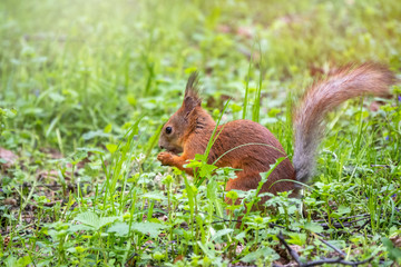 Squirrel eats a nut while sitting in green grass. Eurasian red squirrel, Sciurus vulgaris