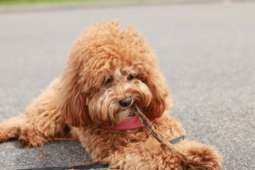 a cute caramel colored cavoodle breed puppy dog lying on the ground playing and chewing on a stick in a park