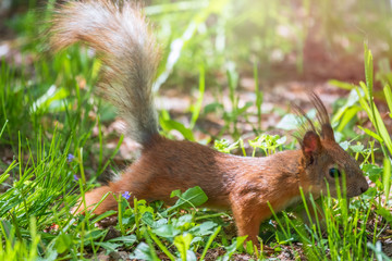 The squirrel walks carefully in the green grass. Eurasian red squirrel, Sciurus vulgaris