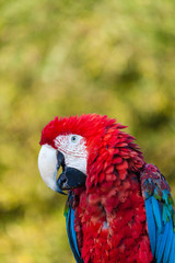 Arara-vermelha em fundo verde natural