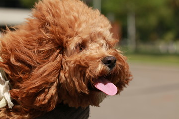a cute caramel colored cavoodle breed puppy dog being held and cuddled and played with in the arms of it's owner