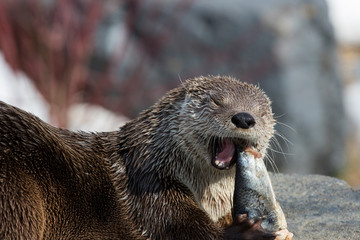 North American river otter (Lontra canadensis)