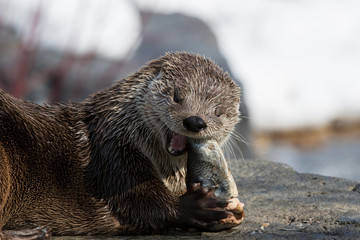 North American river otter (Lontra canadensis)