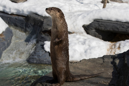 North American River Otter (Lontra Canadensis)