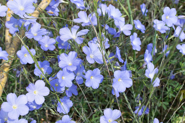 blue flowers on green background