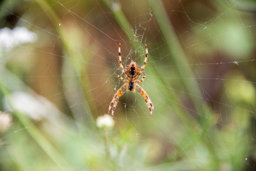 spider on web