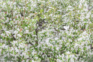 White blossoming apple trees. White apple tree flowers