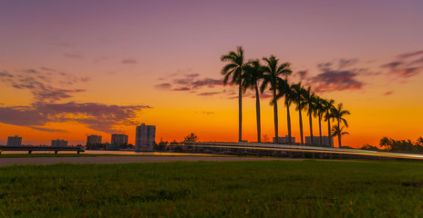 sunset palm tree beach tropical miami florida sky silhouette landscape nature ocean island sea dusk palm tree Eden summer coconut