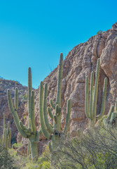 Saguaro Cactus (Carnegiea Gigantea) at Boyce Thompson Arboretum State Park in Superior, Arizona USA