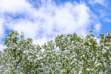 Fototapeta premium Apple tree branches with white flowers on a background of blue cloudy sky.