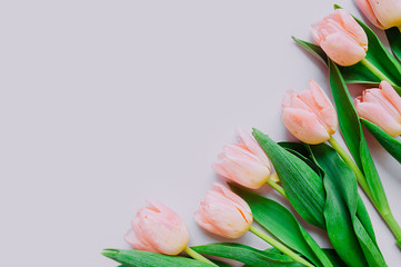 multichromic pink background. Delicate pink Tulip flowers on a smooth delicate pink background.