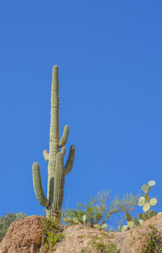 Saguaro Cactus (Carnegiea Gigantea) at Boyce Thompson Arboretum State Park in Superior, Arizona USA