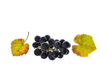 ripe bordeaux grapes with leaves isolated on white background