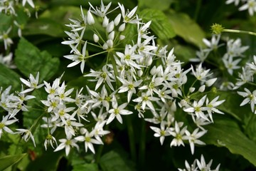 Bear's garlic flowers Allium ursinum - Bärlauch Blüte