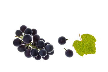 closeup of bunch of ripe merlot grapes with leaf isolated on white background