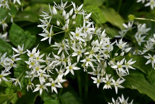 Bear's garlic flowers Allium ursinum - B&auml;rlauch Bl&uuml;te
