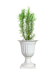 Rosemary or Rosmarinus officinalis with pot isolated on white background
