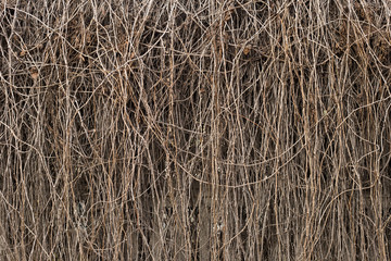 Wall of dry vine. Grapevine texture. Abstract of dry brown twigs on the fence