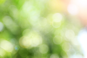 Obraz premium soft blur bokeh plants in the garden.