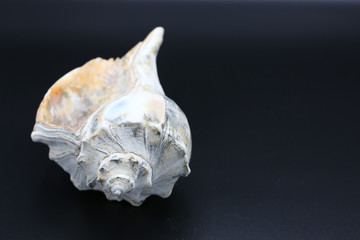 Whelk shell black background