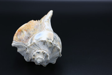 Whelk shell black background