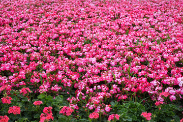 Obraz premium Lots of blooming pink geraniums outdoors. Field of pink geranium
