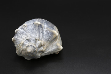 Whelk shell black background