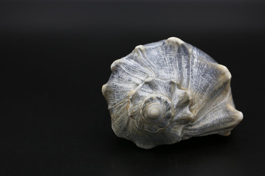 Whelk shell black background