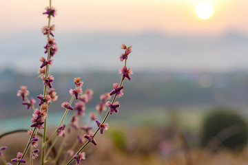 Stunning meadow flowers autumn sunrise with sunlight background. Happy new day concept: